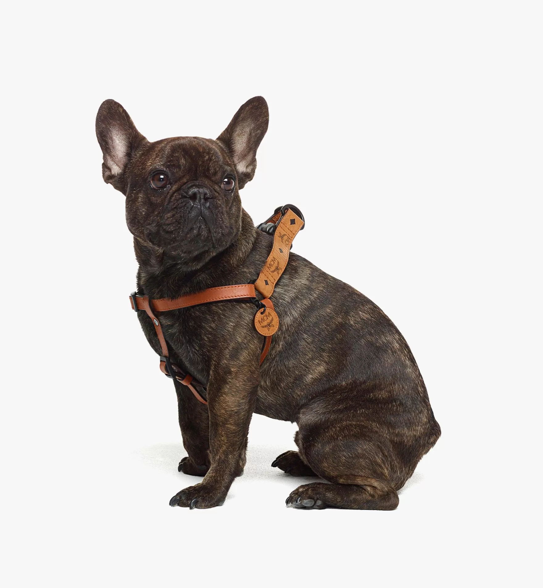 Best Hundegeschirr In Visetos Haustier-Accessoires